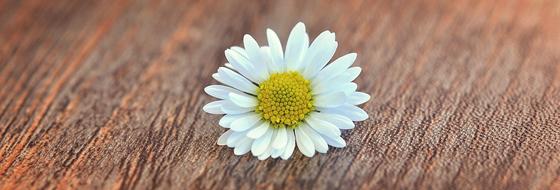 Flower white on wood table