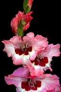 Flower Gladiolus pink