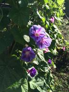 Morning Glories Spring Summer