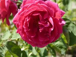 Roses Flower pink green leaf