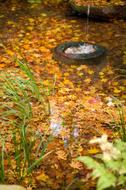 Autumnal Leaves Water in park