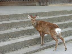 Nara Deer In