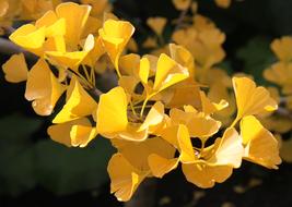 Ginkgo Biloba Autumn Macro