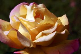 incredible beauty Rose Flower Yellow pink