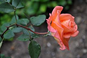 Flower Rose water drop