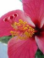 Tropical Flower Pink Yellow Close up