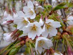 Beautiful, blooming, white and yellow flowers in spring