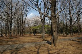 fall park with trees