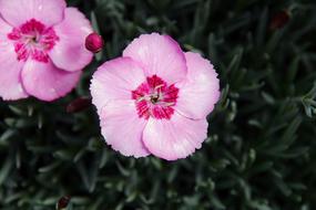 Phlox Flower Bush at Spring