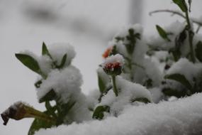 Snow Flower