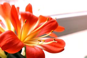 Clivia Miniata Flowers