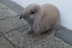 cute Easter Bunny Rabbit Hare