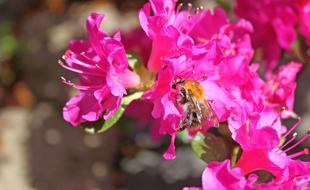 Hummel ans pink Blossom