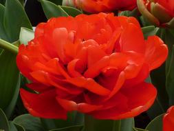 Beautiful, red tulips of different shades, with the green leaves