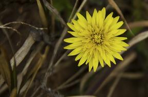 Flower yellow dry leaf
