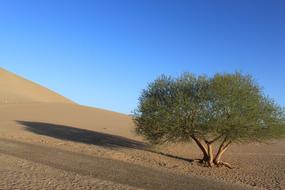 Desert Tree Blue