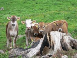 Alp Calves Calf Alpine