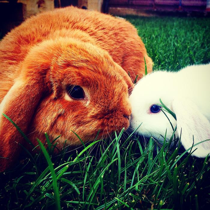 Bunnies Battering-Ram