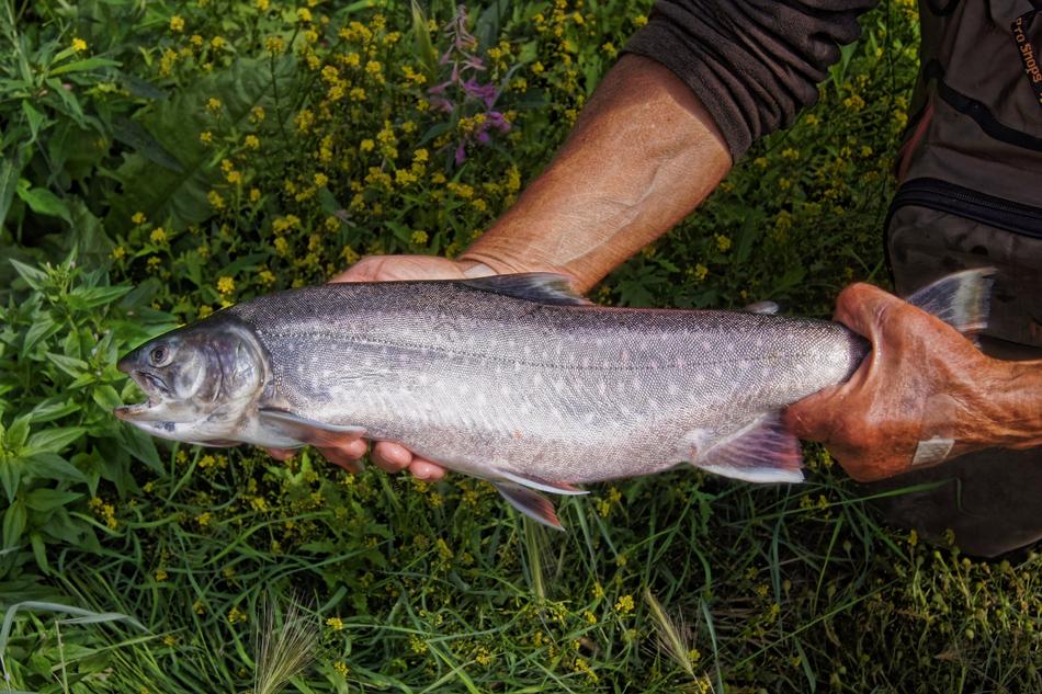 Dolly Varden Fish Fishing