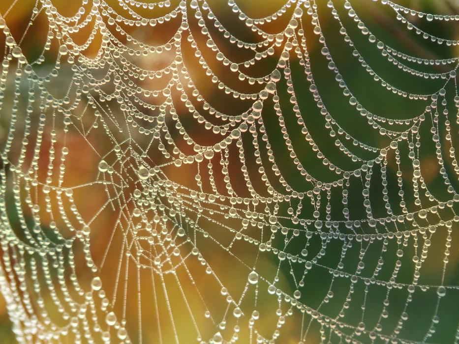Cobweb Close Up