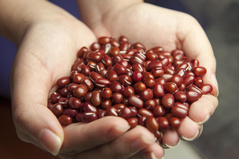 Red Corn Beans in Hands