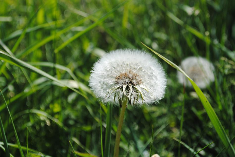 Dust Flower Daisies in grass