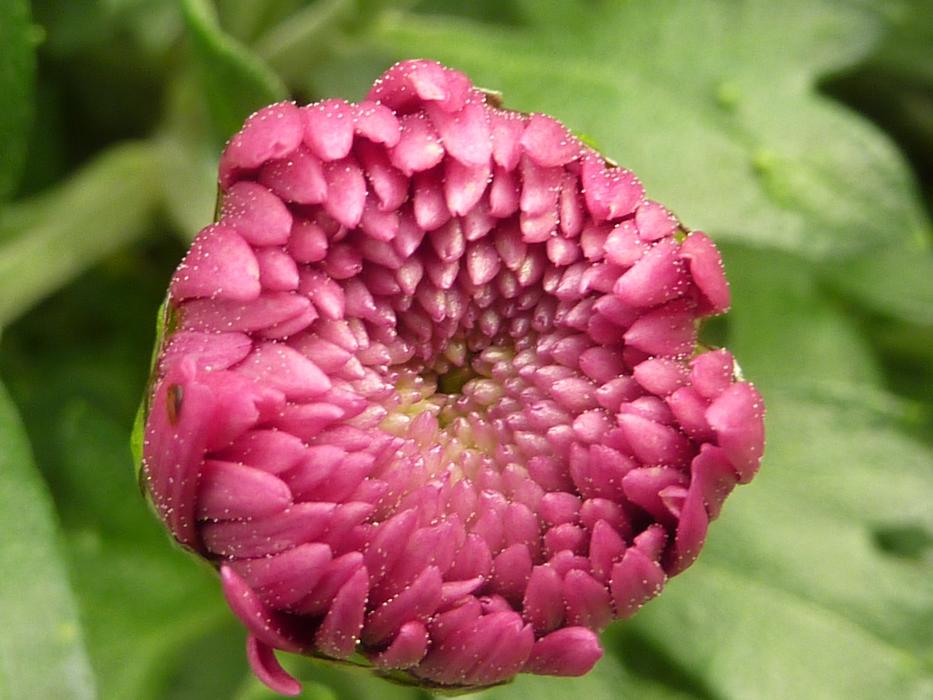 pink Flower bud of Chrysanthemum, macro