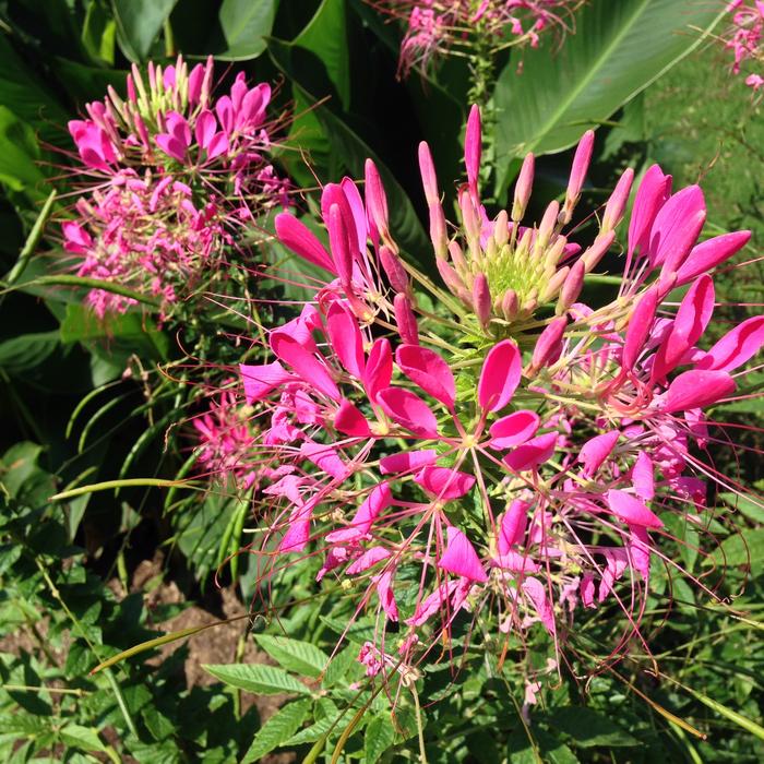 Spider Flower blooming in garden