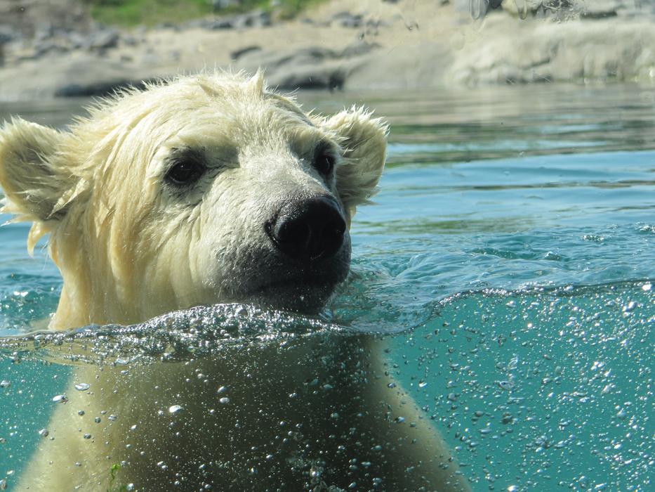 Polar Bear Vicks Rotterdam