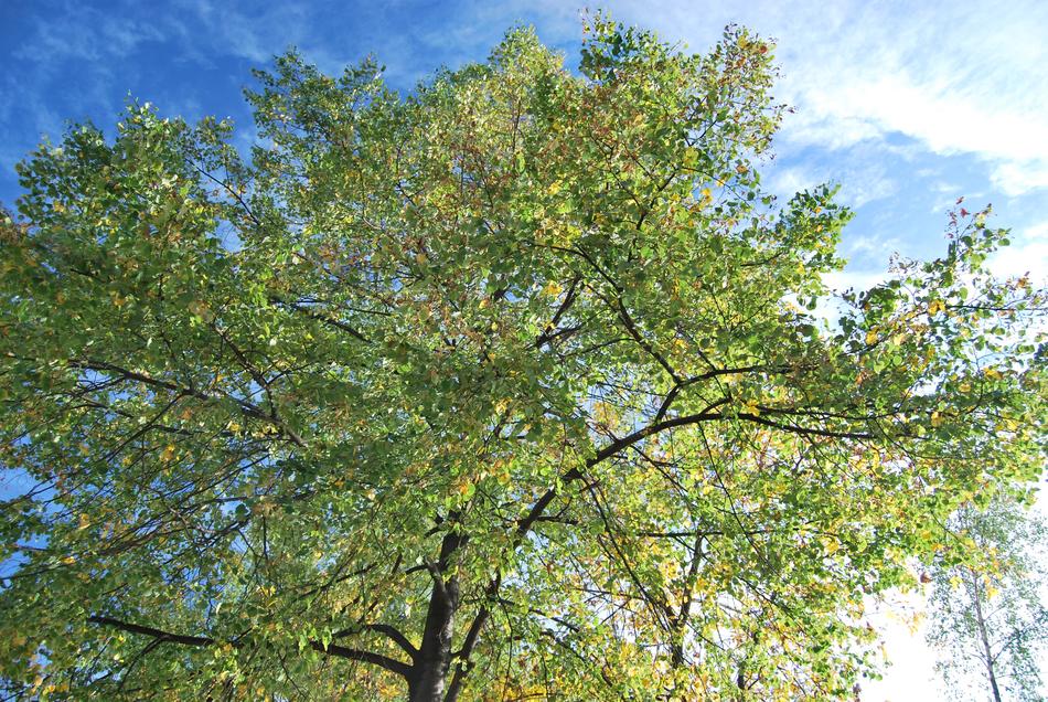 Tree Sunny