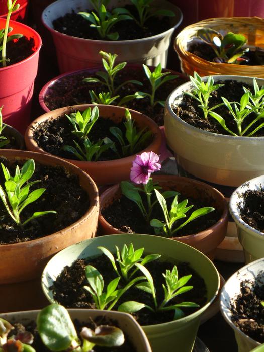 Beautiful, green seedlings and pink flower in the pots