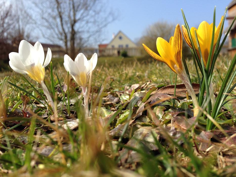 Spring crocus Flowers on grass