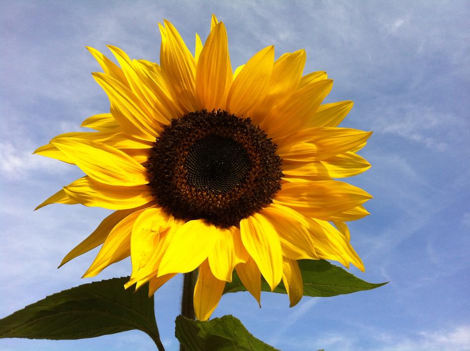 Sunflower Flower at blue sky