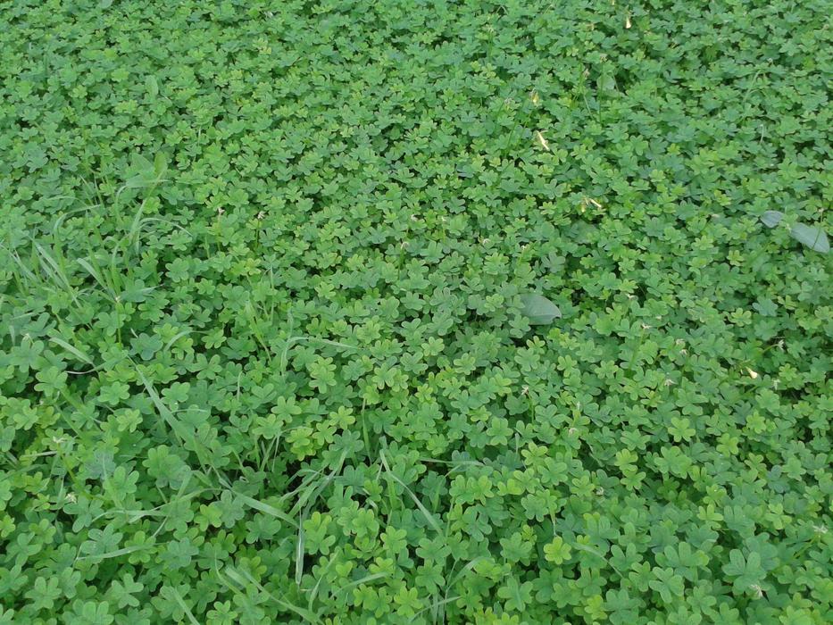 Shamrocks Prato leaves