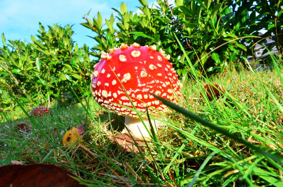 Fly Agaric Garden