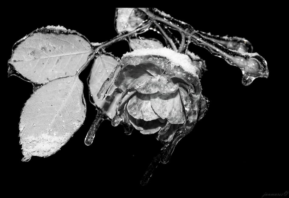 Ice Rose Snow