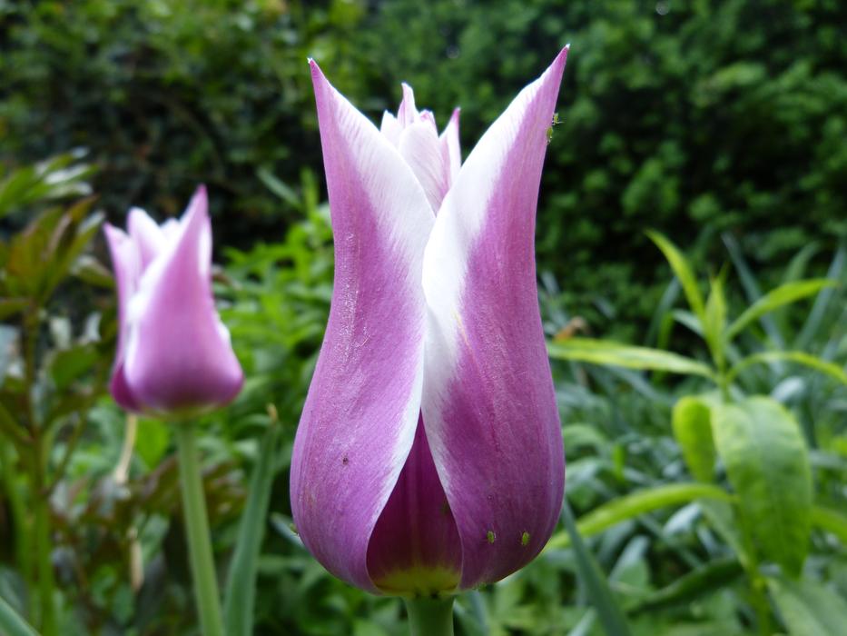Tulip Blossom violet white