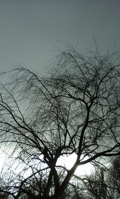 Tree Light Sky