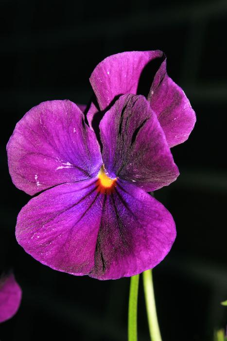 Pansy Flower black background