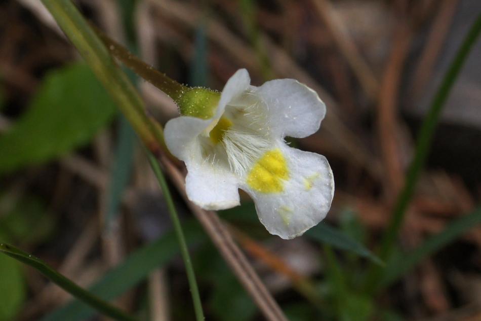 Alpine Butterwort flower