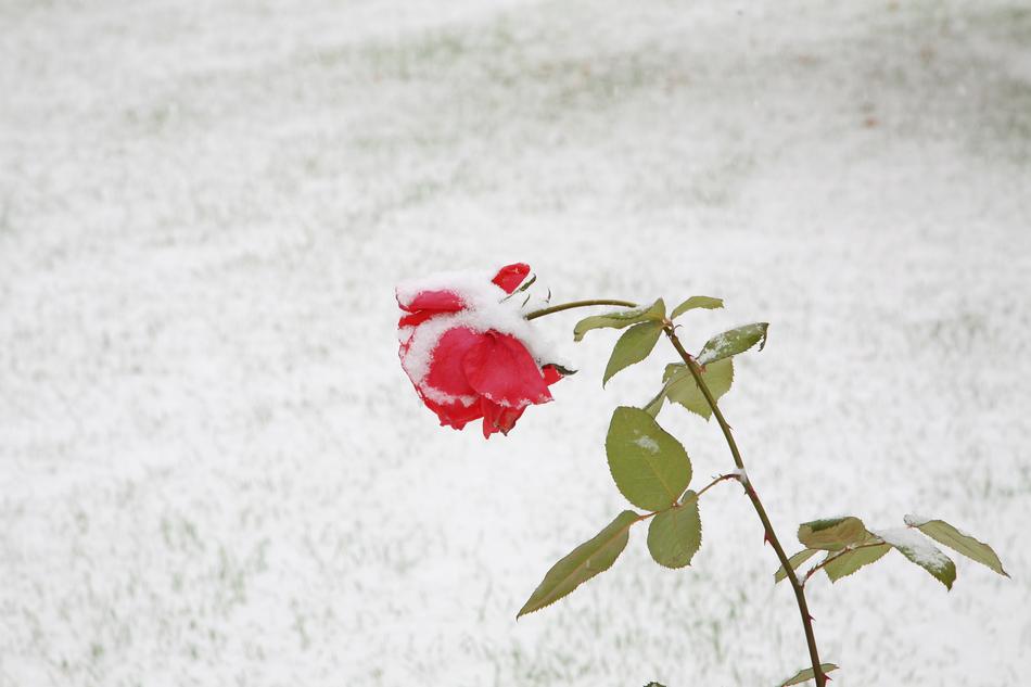 Rose Blackrose Snow