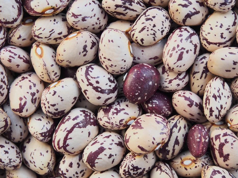 Borlotti Beans Dried