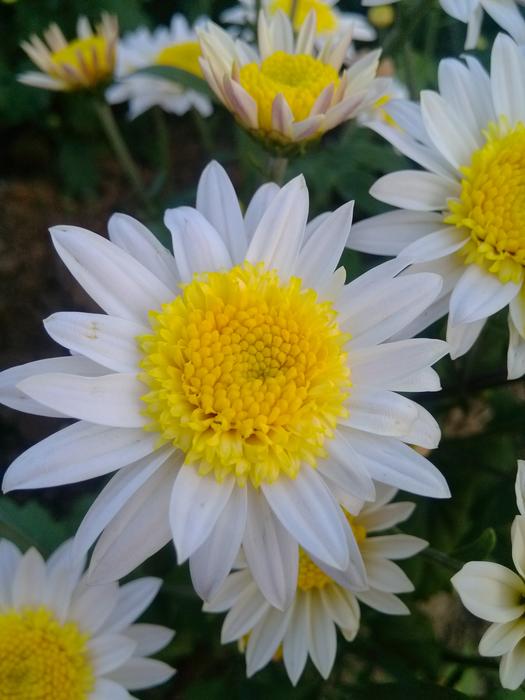 Close-up of the beautiful white chrysanthemum flowers with yellow cores