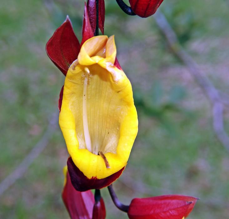 Close-up of the beautiful yellow and red Jewish shoe flowers