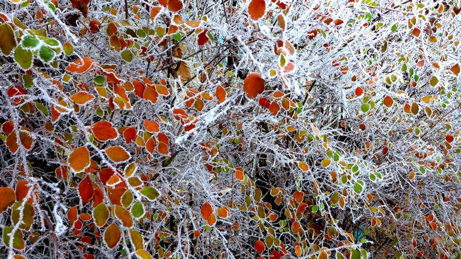 Leaves Colored