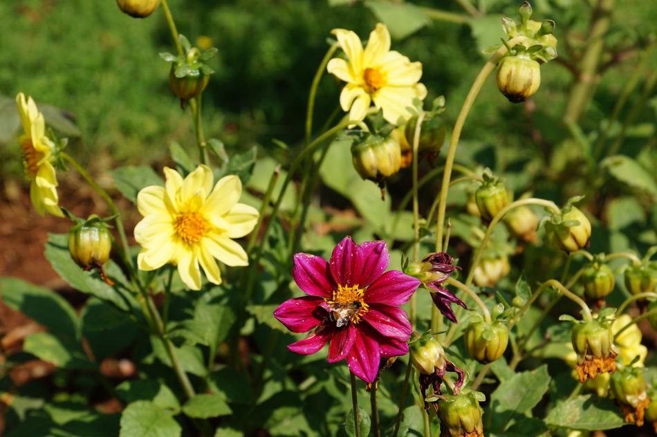 colorful flowers in the garden in a blurred background