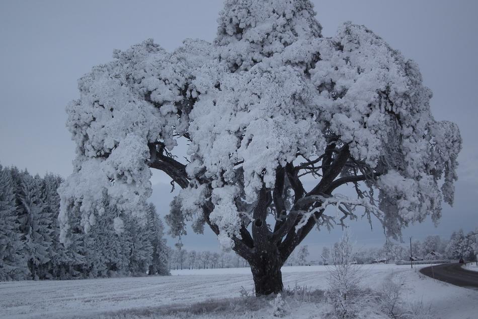 Cold Tree Winter
