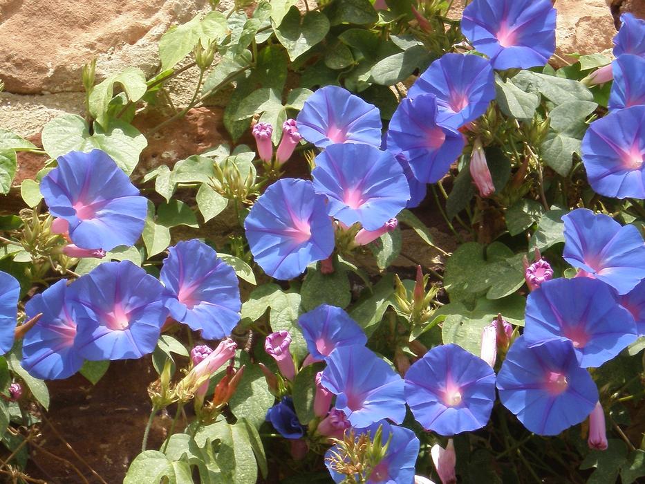 Vetches Blue flowers