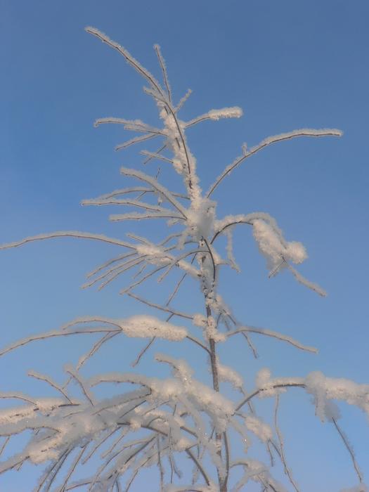 Sky Frost Snow