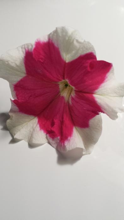 Flower White Pink on white background